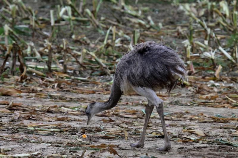 Ein junger Nandu auf Nahrungssuche in einem abgeernteten Maisfeld. Bk (RZ), 09.10.2011