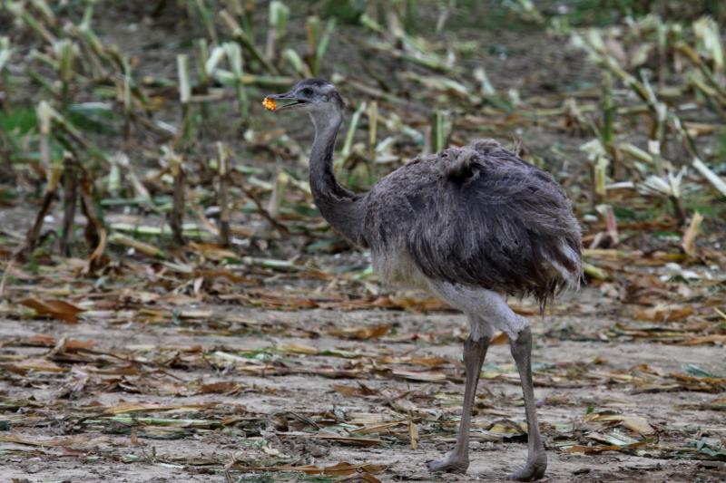 Ein junger Nandu hat etwas schackhaftes im Maisfeld gefunden. Bk (RZ), 09.10.2011