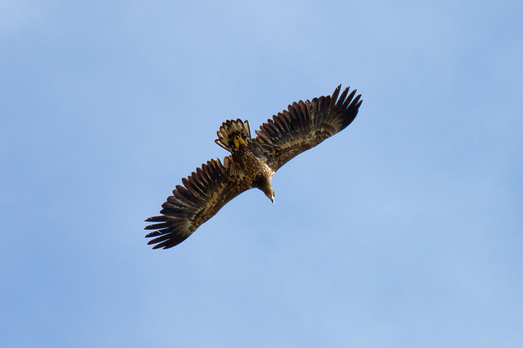 Ein junger Seeadler zieht seine Kreise. - August 2012