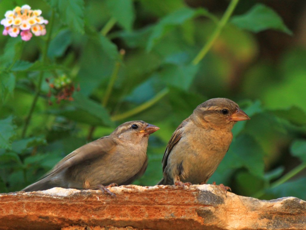 Ein junger Spatz bettelt bei seiner Mutter um Futter. Gesehen und fotografiert am 16.06.2012 in einer Hotelanlage in Kiotari auf Rhodos (Gr).