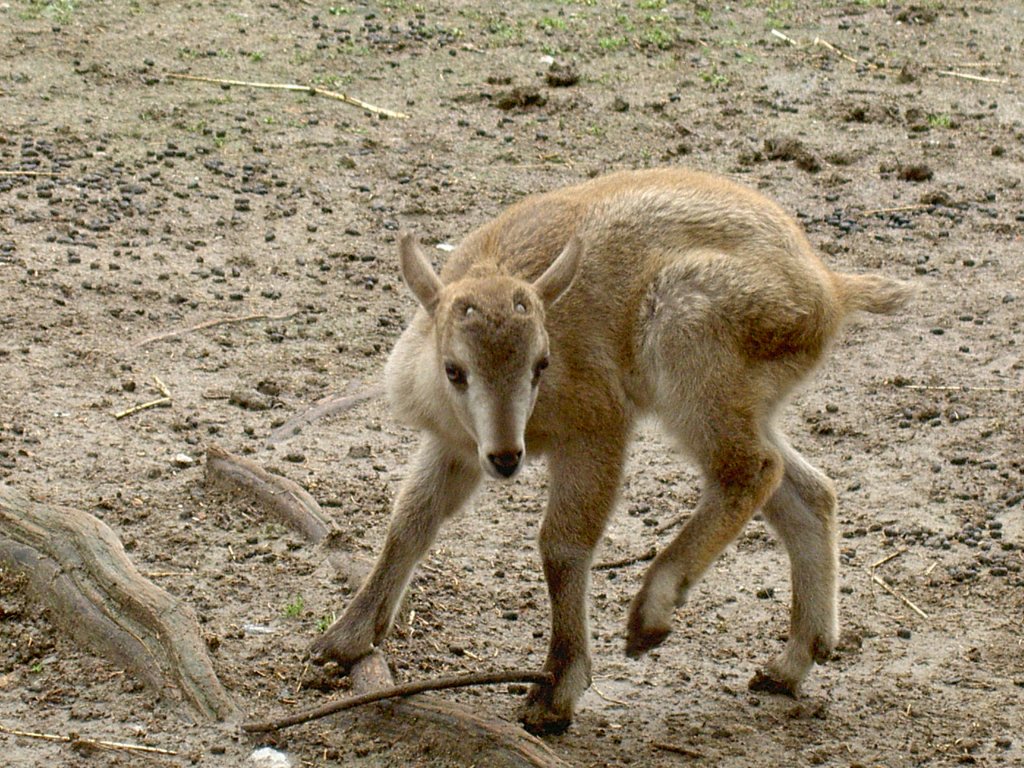 Ein junges Chinesischer Goral (Nemorhaedusc griseus) im Shanghaier Zoo.