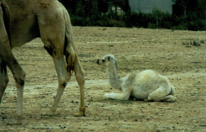 Ein junges Dromedar in der Rserve Africaine de Sigean in Sdfrankreich im Juli 1988