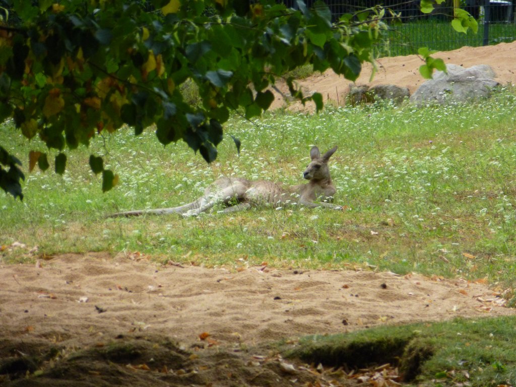 Ein Knguru liegt hier im Tierpark in Nrnberg am 29.07.2013
