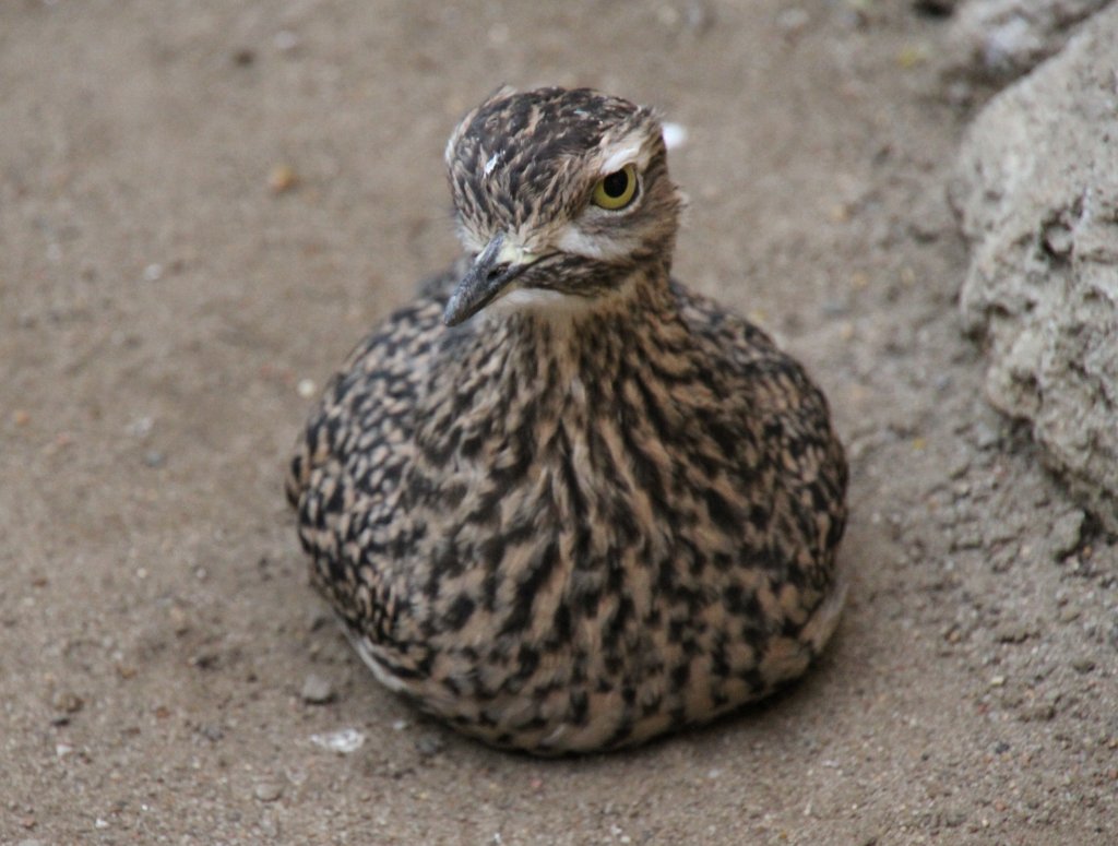 Ein Kap-Triel (Burhinus capensis) schenkt mir einen bsen Blick. Zoo Berlin am 25.2.2010.