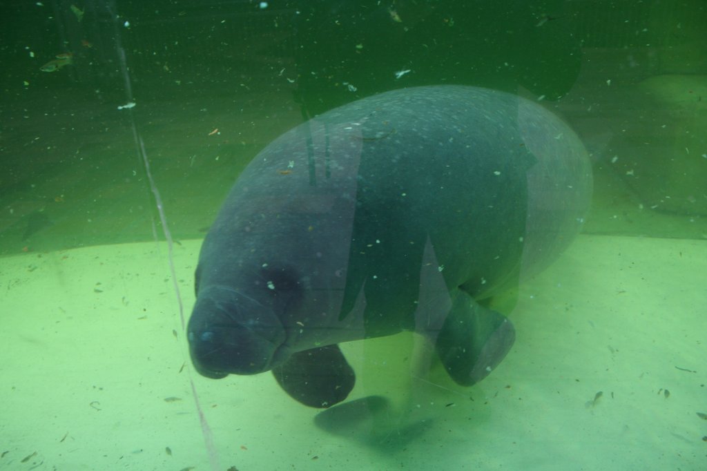 Ein Karibischer Nagelmanati oder auch Karibischer Kstenmanati (Trichechus manatus manatus) am 13.12.2009 im Tierpark Berlin.