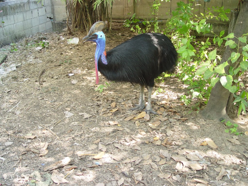 Ein Kasuar fotografiert in Bangkok in einem Tierpark im Juni 2007