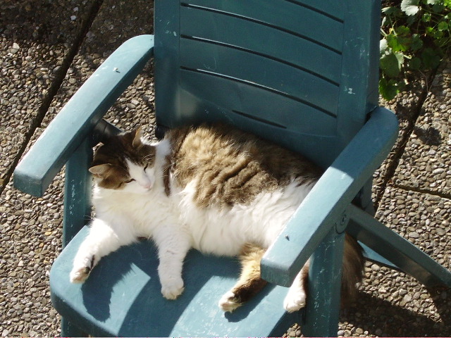 Ein Katze in Ottacker beim Sonnen am 10.08.08