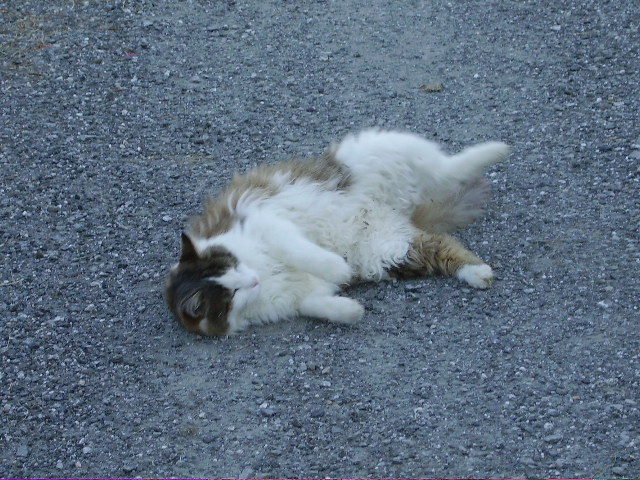 Ein Katze in Ottacker beim Welzen am 07.08.09