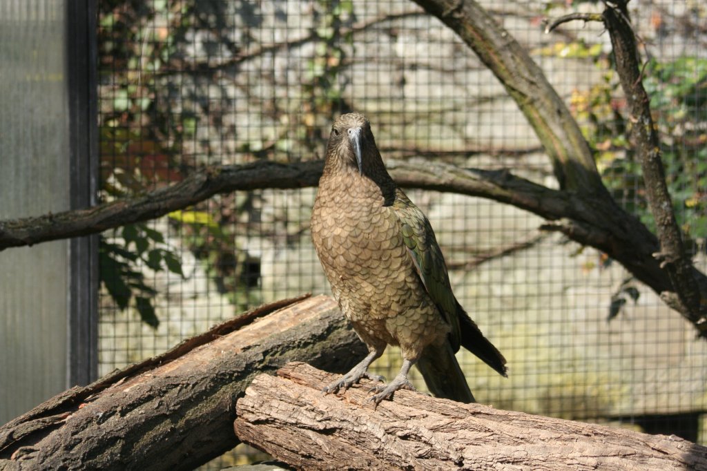 Ein Kea beim Ausblick von einem Baumstamm. Stuttgart 30.3.2008.