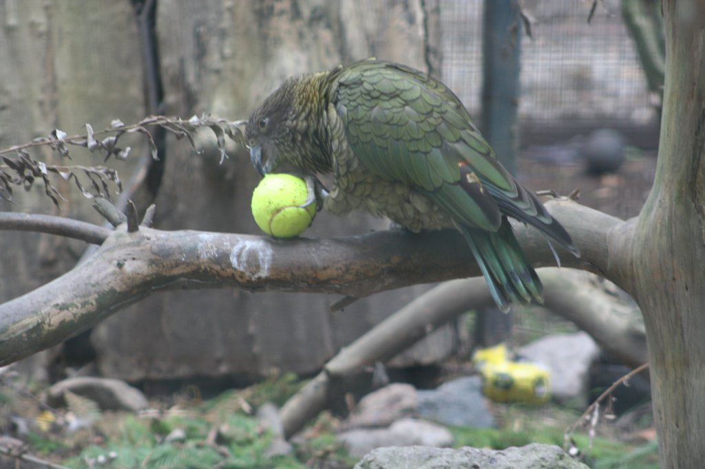 Ein Kea zeigt seine Fhigkeiten beim Spiel beim Tennisballweitwurf. Leipzig, 14.9.2008.
