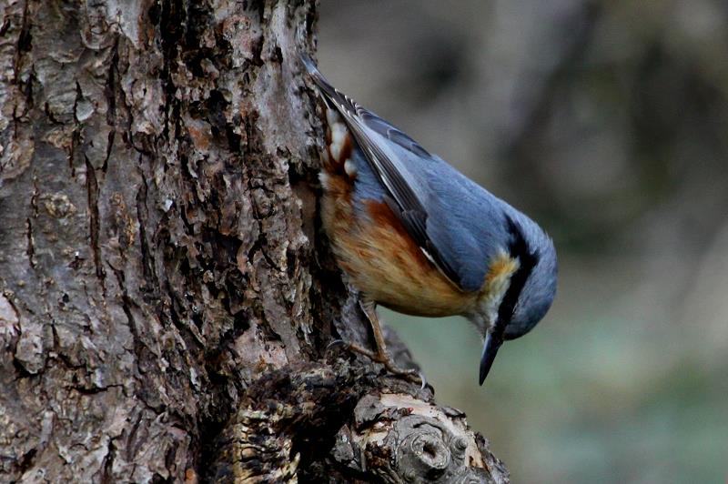 Ein Kleiber am Apfelbaum; 13.03.2012
