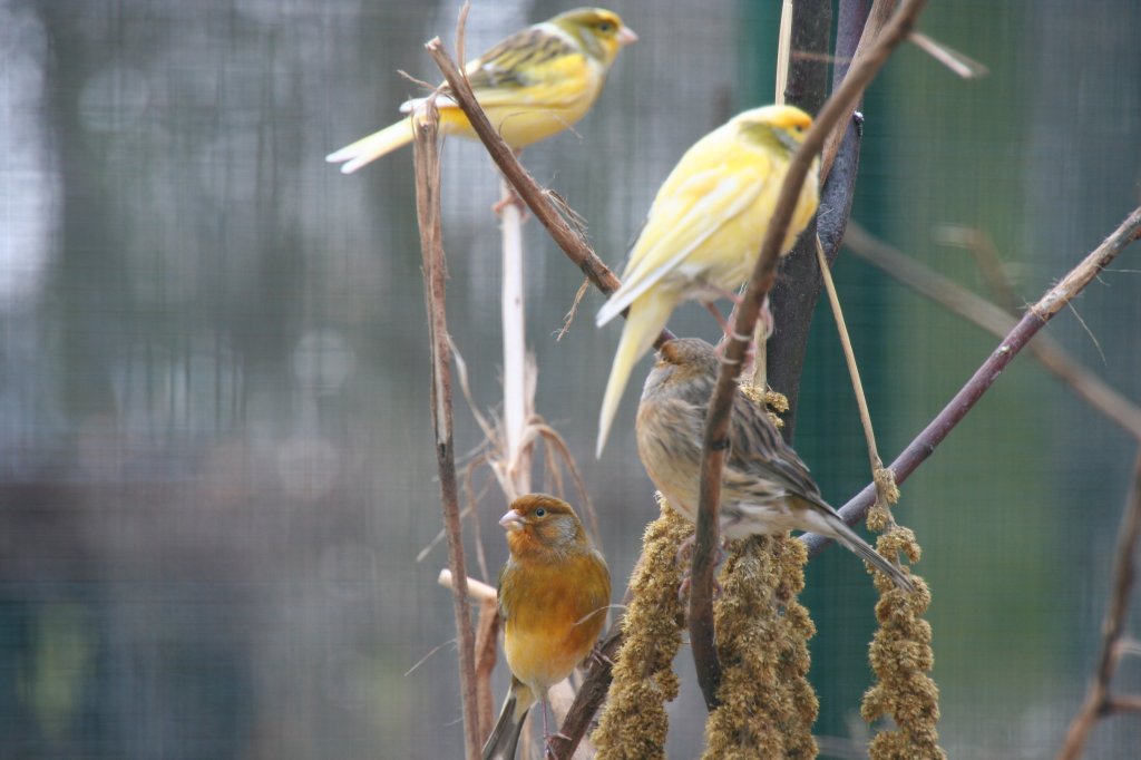 Ein kleine Gruppe von Gelbbrustgirlitzen (Serinus citrinipectus) am 13.12.2009 im Tierpark Berlin.