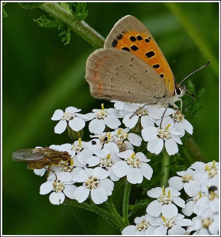 Ein kleiner Feuerfalter (Lycaena phlaeas) saugt Nektar auf einer Blte gemeinsam mit einer Fliege. 07.07.2012 (Jeanny) 