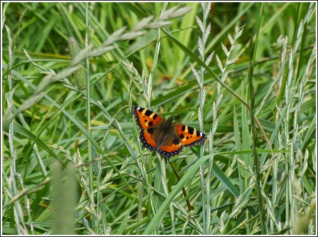 Ein kleiner Fuchs (Aglais urticae) in einem Grasfeld. 21.07.2012  (Hans)