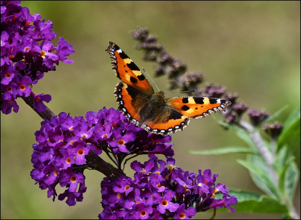 Ein Kleiner Fuchs (Aglais urticae) besucht den Sommerflieder. 14.08.2012 (Hans)