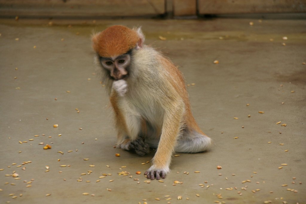 Ein kleiner Husarenaffe (Erythrocebus patas) beim Aufsammeln von Maiskrnern. Tierpark Berlin am 9.1.2010.