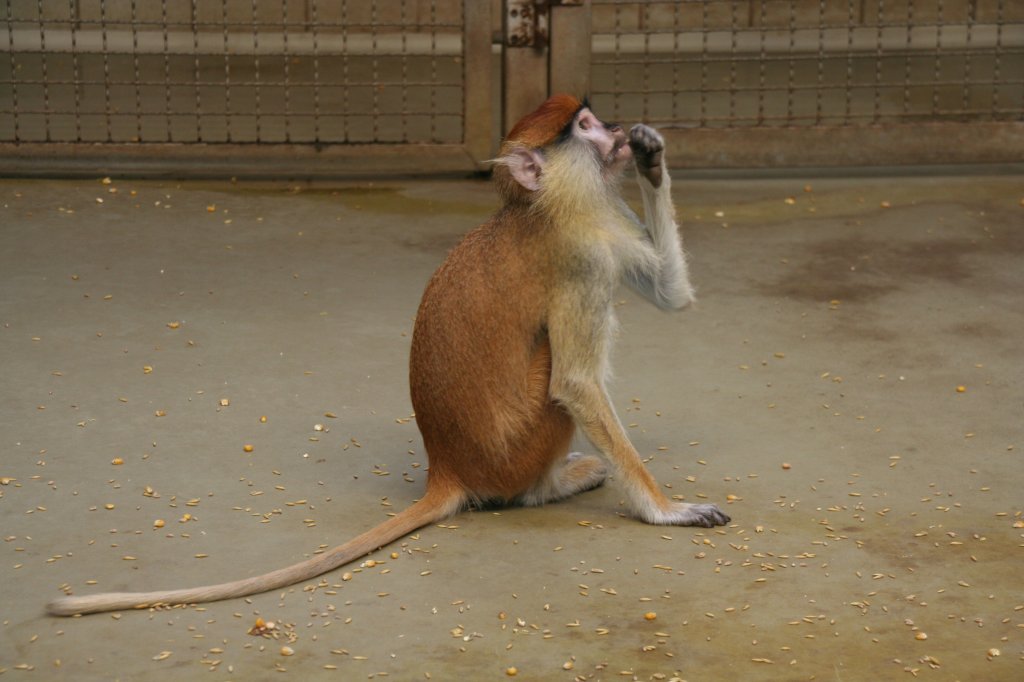 Ein kleiner Husarenaffe (Erythrocebus patas) beobachtet seine Artgenossen, die weiter Oben sitzen. Tierpark Berlin am 9.1.2010.