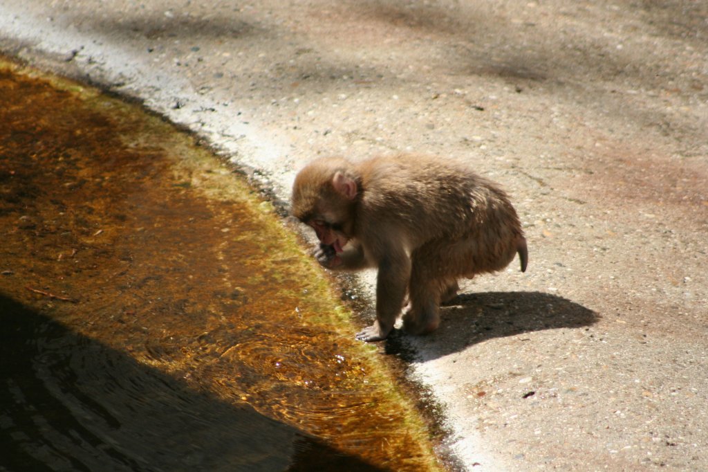 Ein kleiner Japanmakak (Macaca fuscata) leckt sich die Finger. Stuttgart 30.3.2008.