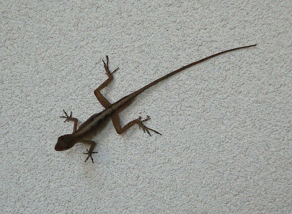Ein kleiner Leguan (und nicht ein Gecko, wie ich ursprünglich meinte) sucht nach Insekten an der senkrechten Wand. Costa Rica, 03. März 2008.