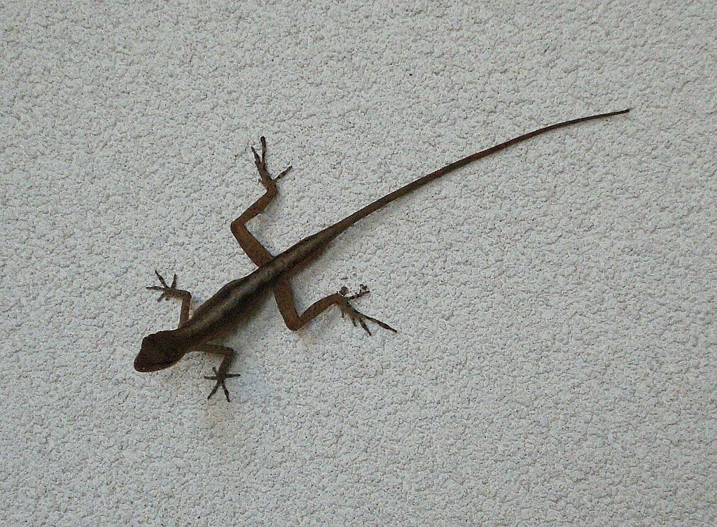 Ein kleiner Leguan (und nicht ein Gecko, wie ich ursprnglich meinte) sucht nach Insekten an der senkrechten Wand. Costa Rica, 03. Mrz 2008.