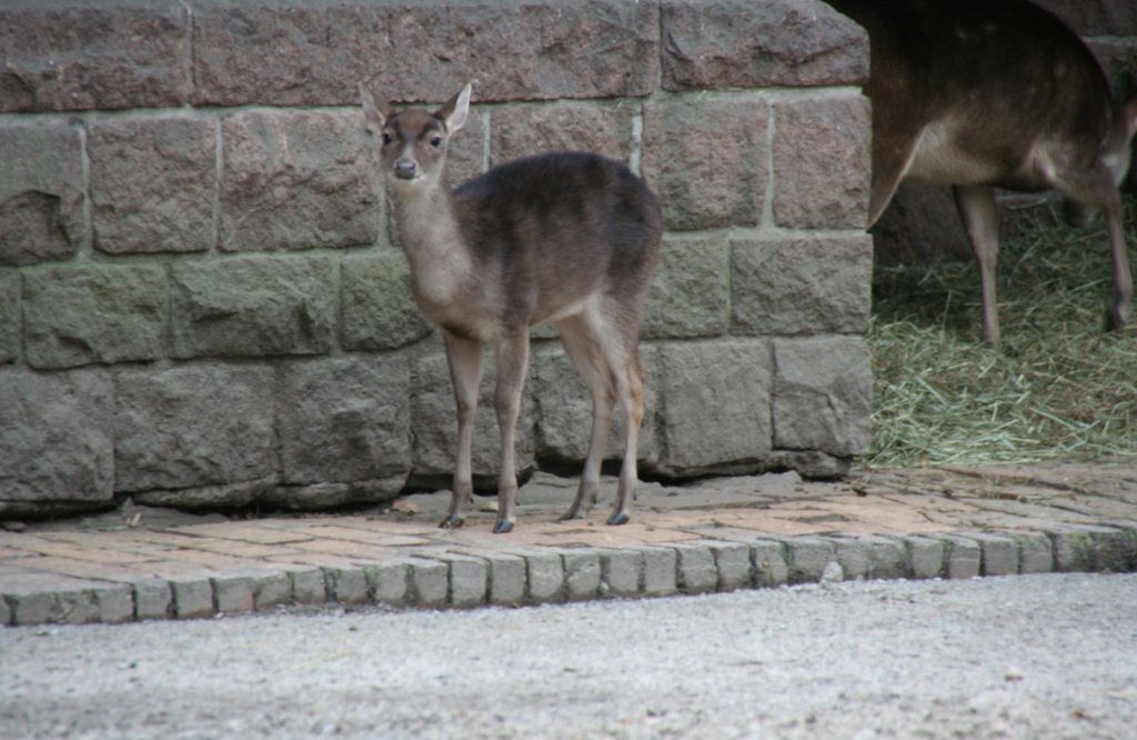 Ein kleiner Mhnenhirsch oder auch Timorhirsch (Rusa timorensis oder Cervus timorensis) am 13.12.2009 im Tierpark Berlin.