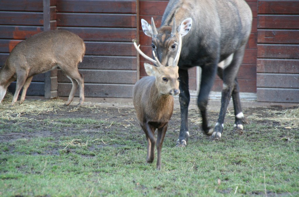 Ein kleiner Schweinshisch (Axis procinus), eine Art aus der Gattung der Axishirsche, wird von einer Nilgauantilope verfolgt. Zoo Dresden am 7.12.2009.