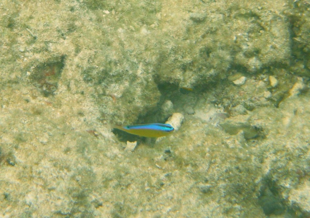 Ein kleiner Wellen demoiselle am Riff. Malediven 2007.