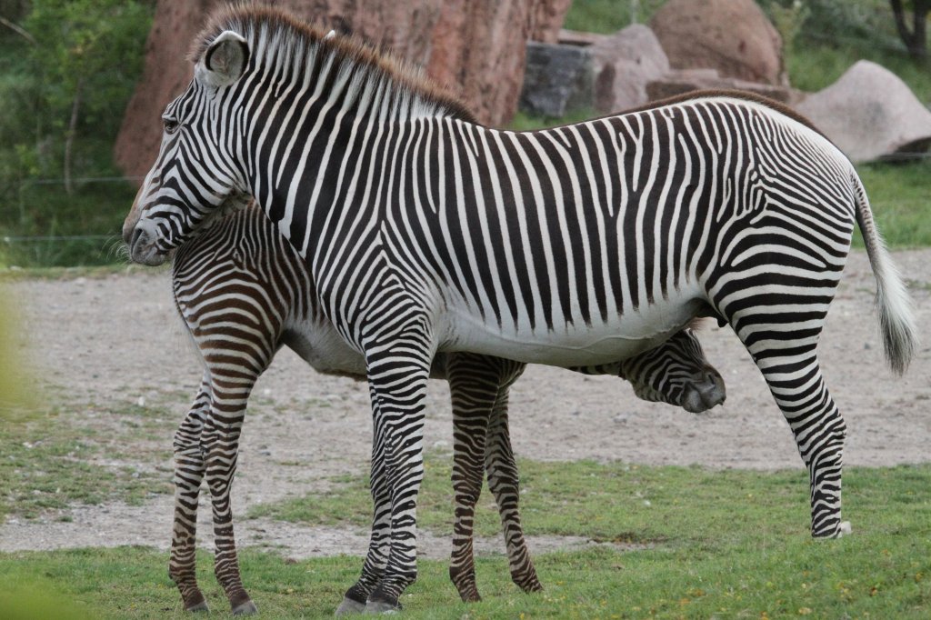 Ein kleines durstiges Zebra will einen Schluck Milch. Grevyzebras (Equus grevyi) am 25.9.2010 im Toronto Zoo.
