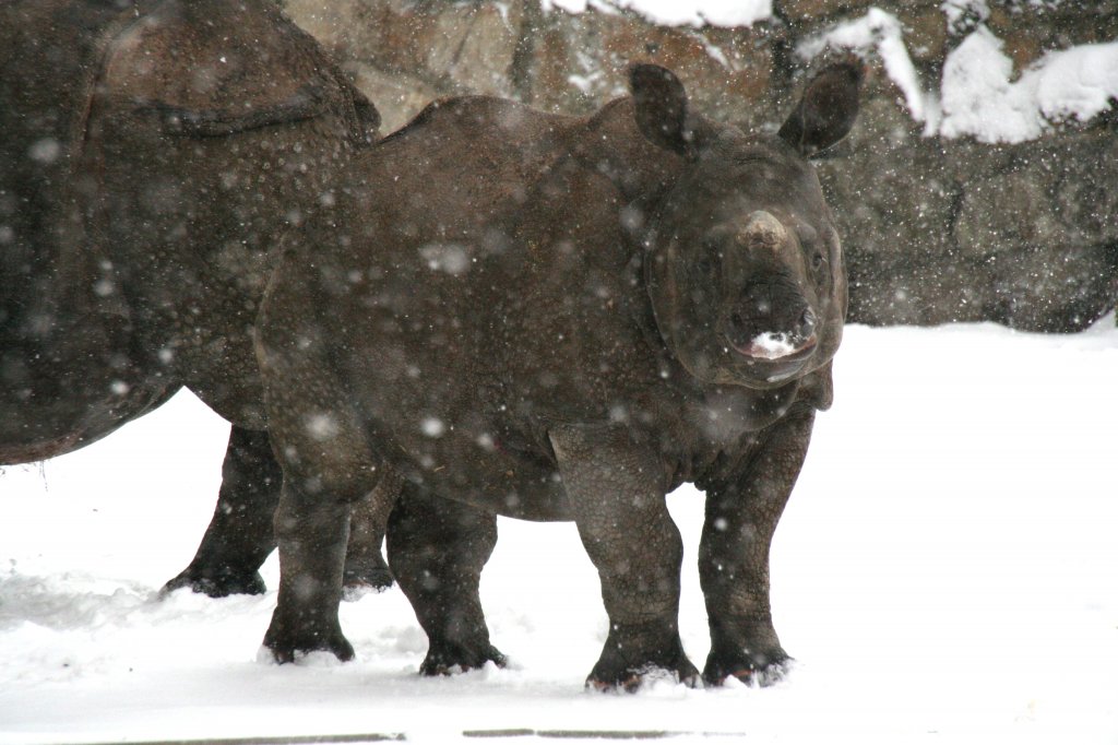 Ein kleines Panzernashorn (Rhinoceros unicornis) spaziert durch den Schnee. Tierpark Berlin am 9.1.2010.