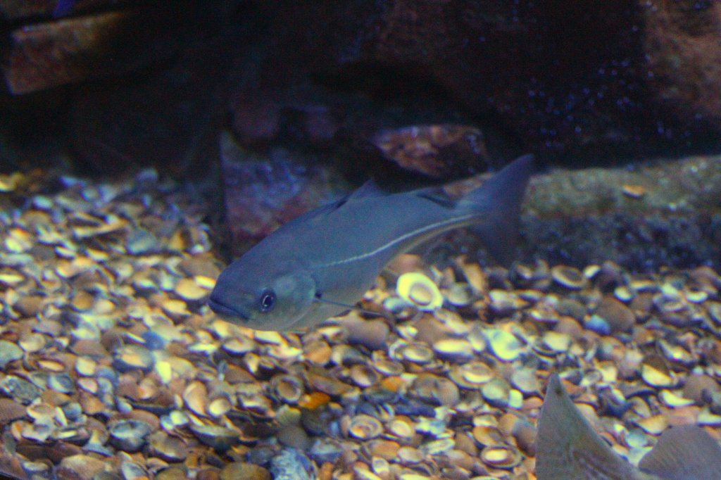 Ein Khler (Pollachius virens) am 12.3.2010 im Zooaquarium Berlin.