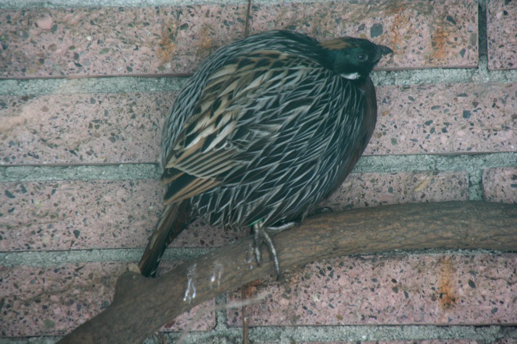 Ein Koklasfasan oder auch Schopffasan (Pucrasia macrolopha) versteckt sich in der hintersten Ecke. Tierpark Berlin am 9.1.2010.