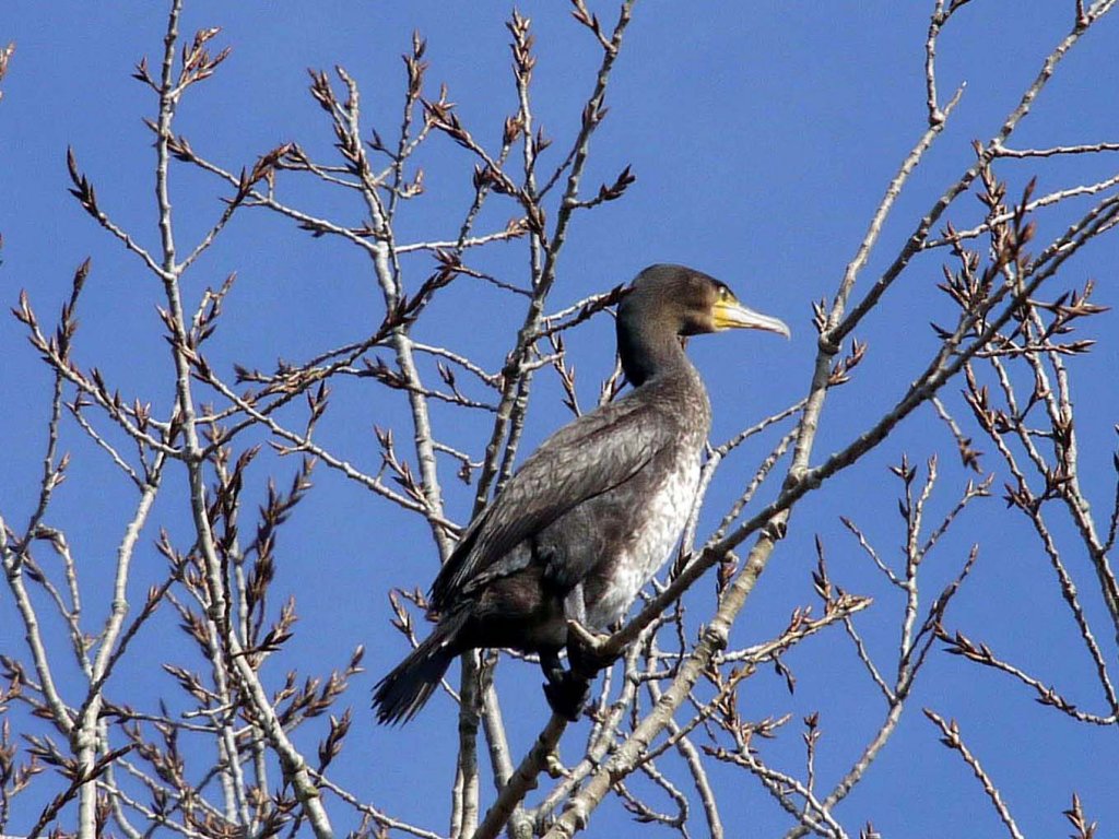 Ein Kormoran auf einem Baum in ca. 15 m Hhe ber dem Flsschen Ilmenau zwischen Bardowick und Lneburg, 06.03.2013 - (1)
