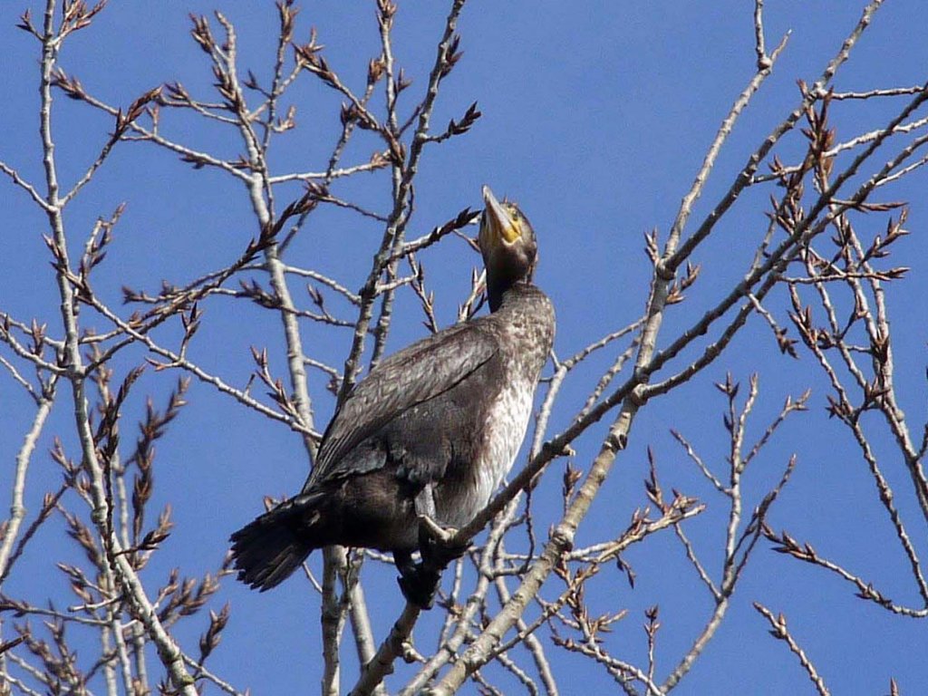 Ein Kormoran auf einem Baum in ca. 15 m Hhe ber dem Flsschen Ilmenau zwischen Bardowick und Lneburg, 06.03.2013 - (2)
