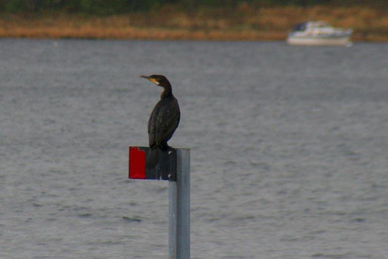 Ein Kormoran im Jugendkleid. Storfjorden, 07.10.2009