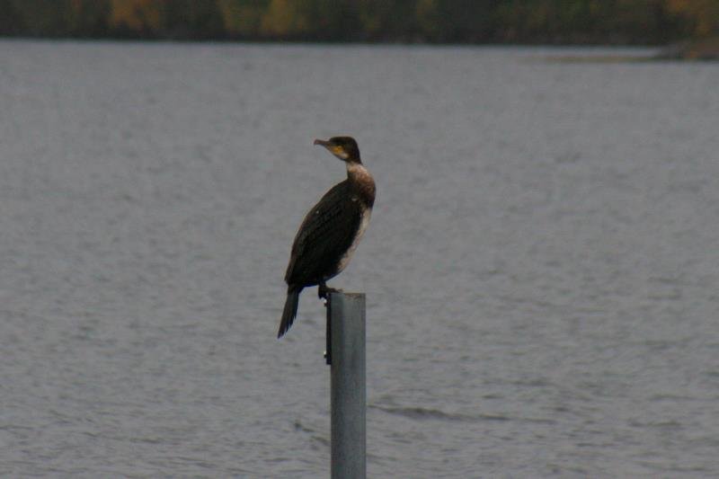 Ein Kormoran im Jugendkleid. Storfjorden, 07.10.2009