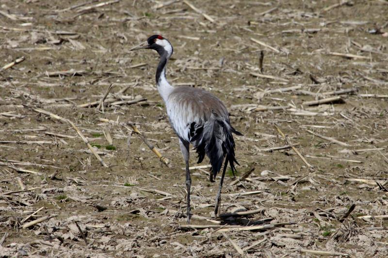 Ein Kranich auf einem abgeernteten Maisfeld bei Lassahn (LWL); 08.04.2012