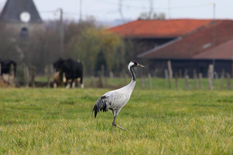 Ein Kranich auf eine Kuhweide bei Planrupt; 18.11.2011