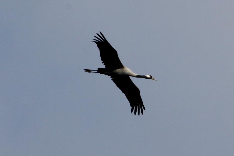 Ein Kranich stlich vom Schaalsee (NWM); 06.04.2012