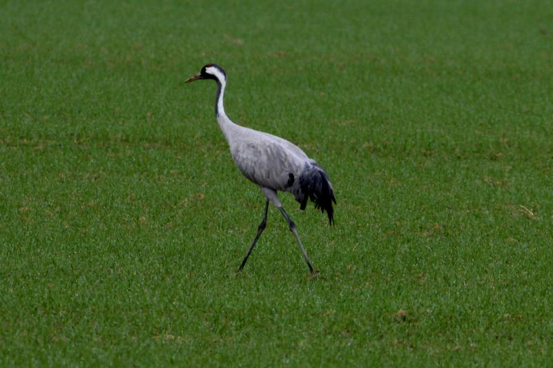 Ein Kranich spaziert ber ein Feld bei Saint Dizier; 18.11.2011