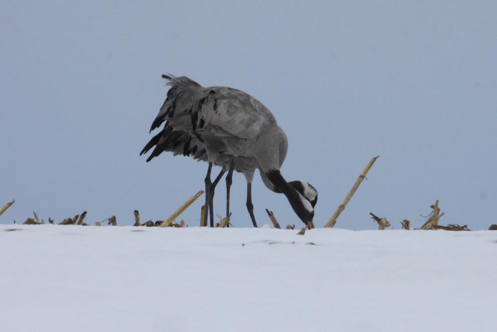 Ein Kranichpaar sucht nach Nahrung auf einem Feld bei Klein Neuleben (NWM); 17.03.2013