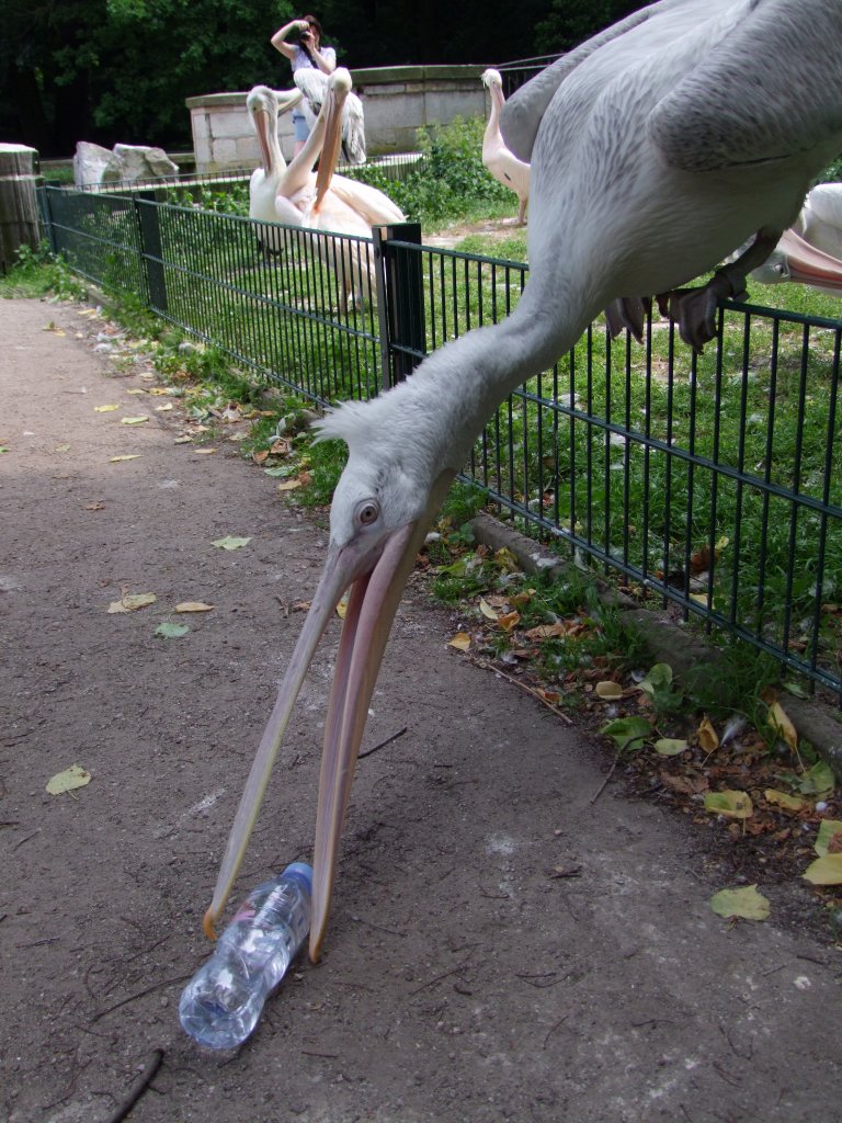 Ein Krauskopfpelikan spielt mit einer Wasserflasche im Tierpark Berlin