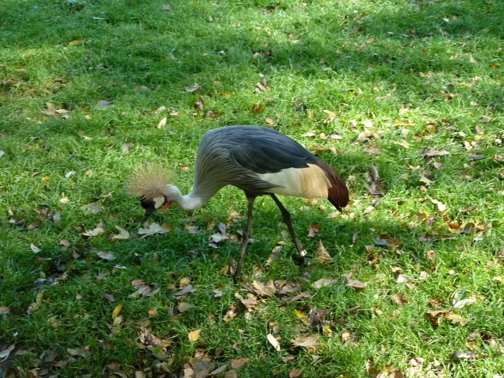 Ein Kronenkranich sucht sein Fressen.... Tierpark Nrnberg, 01.10.2011.
