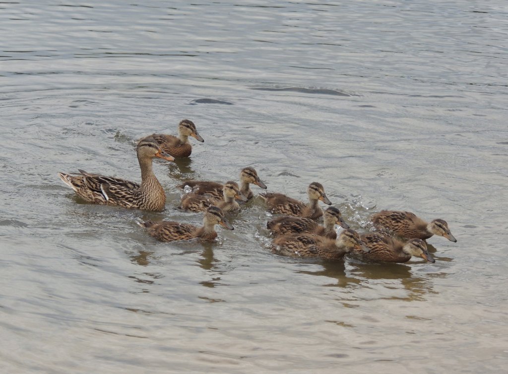 Ein Krmel Brot und schon setzt sich diese lustige Enten-Family in Bewegung (Buga-Park am 23.6.2013).