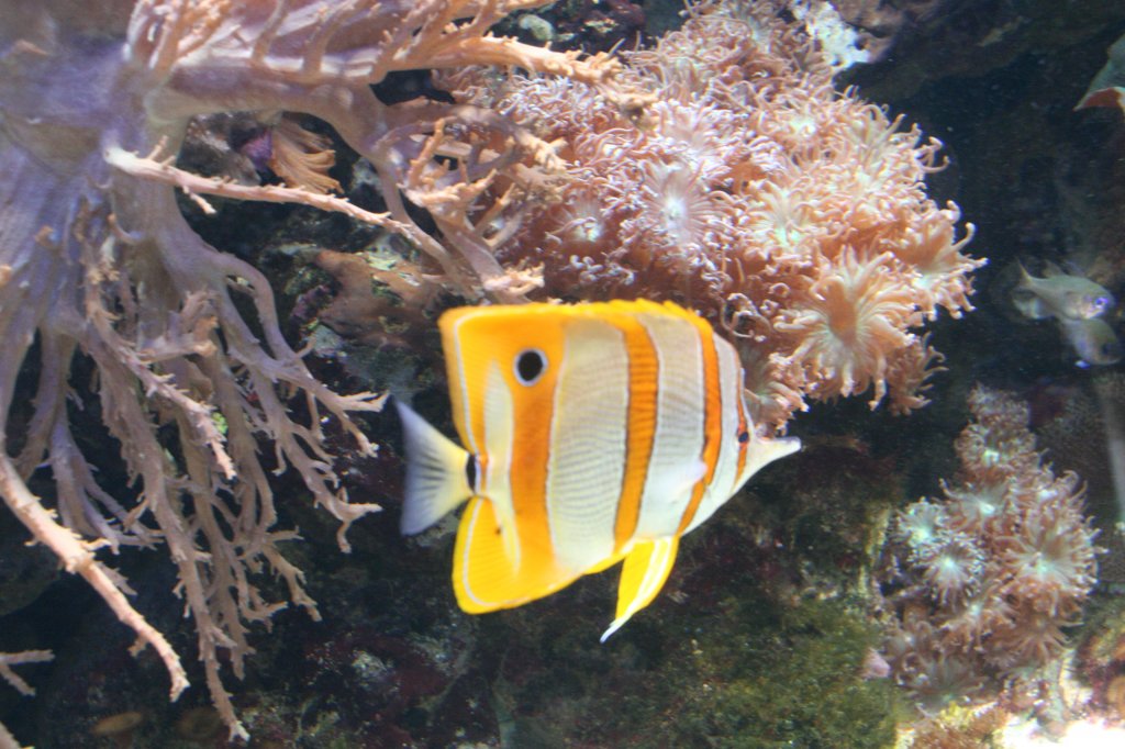 Ein Kupferbinden-Pinzettfisch (Chelmon rostratus) vor einer Finger-Lederkoralle (Sinularia sp.) und einer Verzweigten Trogkoralle (Duncanopsammia axifuga). 12.12.2009 Aquarium im Berliner Zoo.