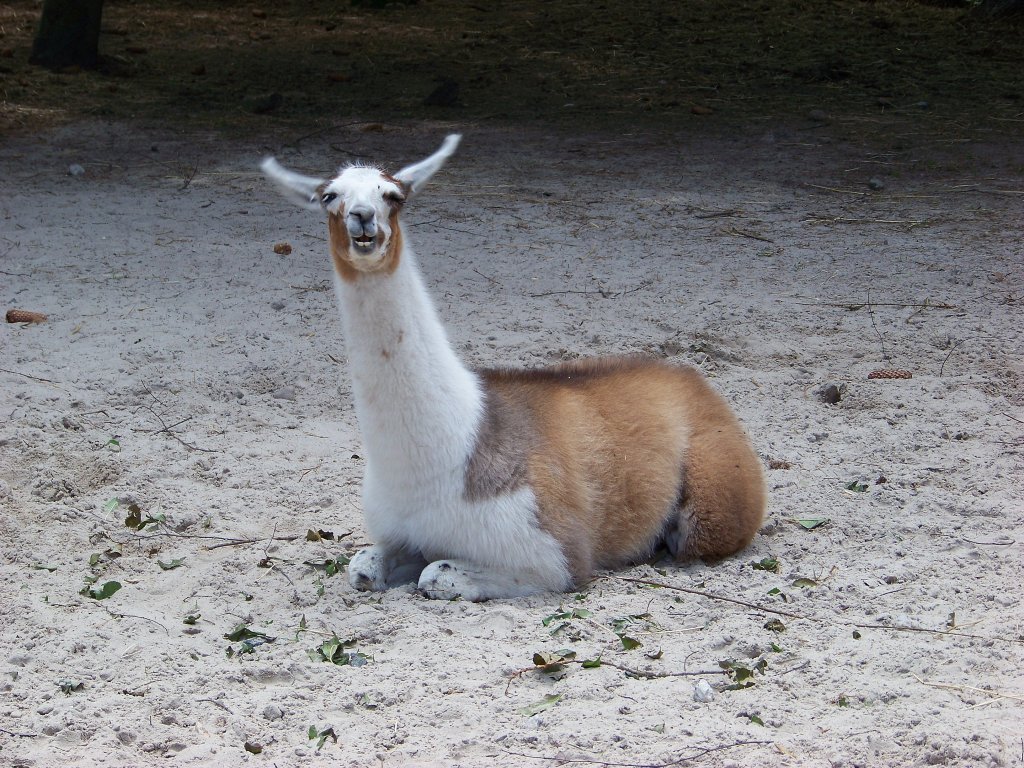 Ein Lama das freundlich in die Kamera grinst (31.07.10)