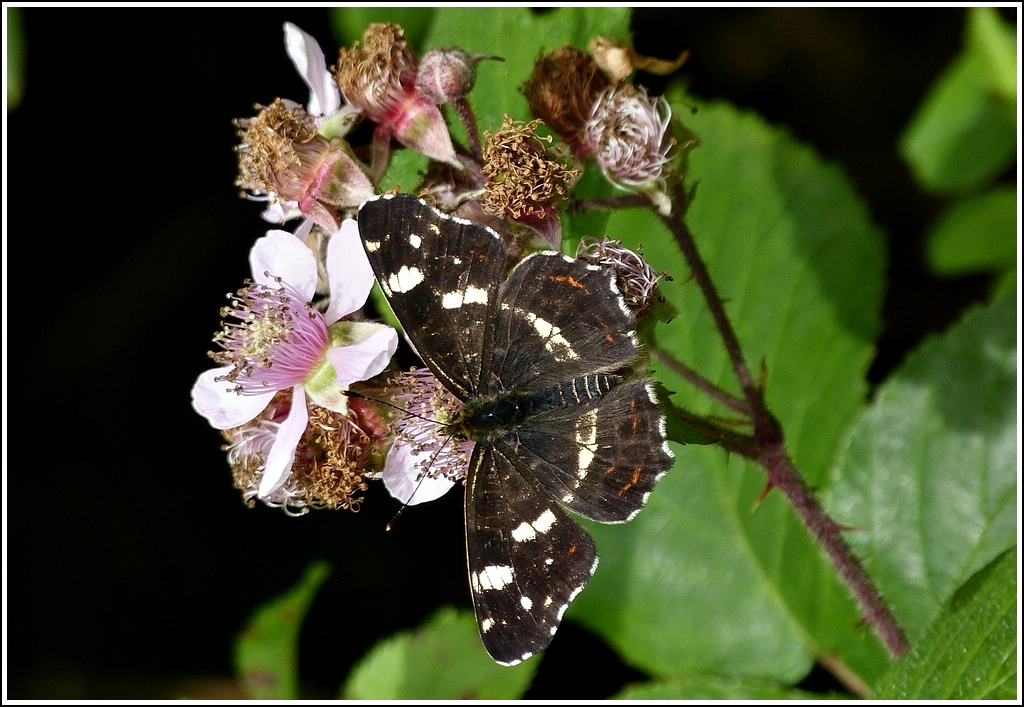 Ein Landkrtchen der Sommergeneration (Araschnia levana). 20.07.2012 (Hans)