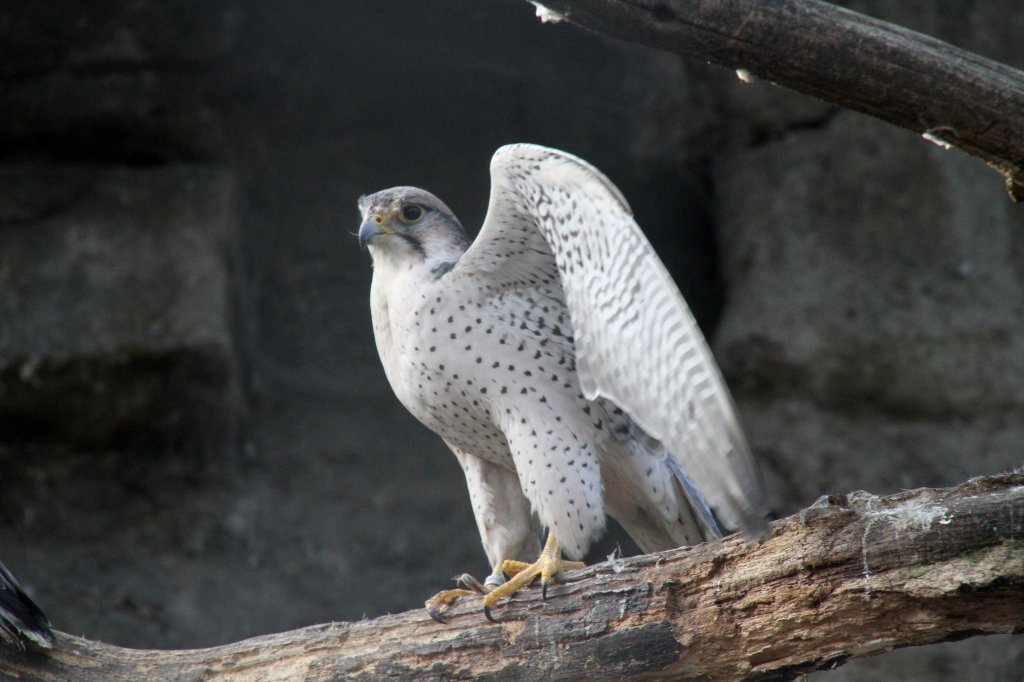 Ein Lannerfalke (Falko biarmicus) zeigt sien Brust. Berliner Zoo am 10.3.2010.