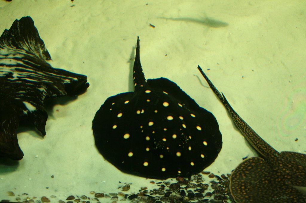 Ein Leopold-Stechrochen (Potamotrygon leopoldi), ein Ssswasserrochen aus Sdamerika, am 12.12.2009 im Zoo-Aquarium Berlin. 