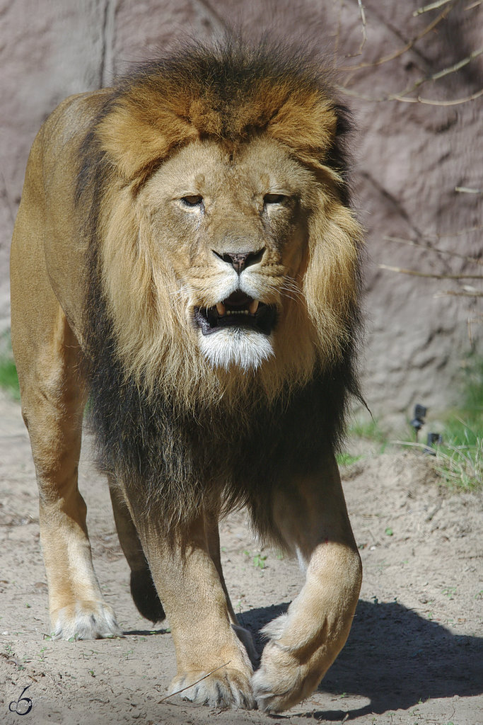 Ein Lwe durchschreitet sein Gehege. (April 2009)