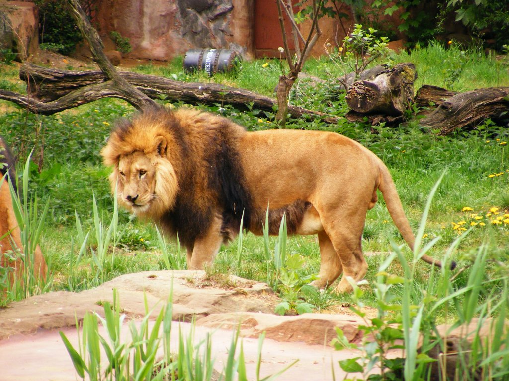 Ein Lwe im Gelsenkirchener Zoo am 2. Mai 2010.